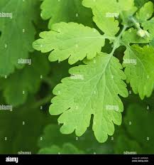 Attēlu rezultāti vaicājumam “Chelidonium majus leaf”