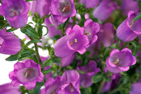 Image result for Campanula medium