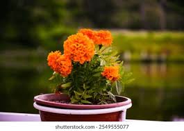 Attēlu rezultāti vaicājumam “Tagetes flower”