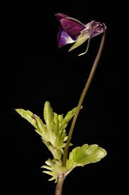 Attēlu rezultāti vaicājumam “Viola tricolor subsp. matutina”