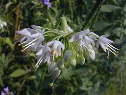 Attēlu rezultāti vaicājumam “Allium cepa flower”