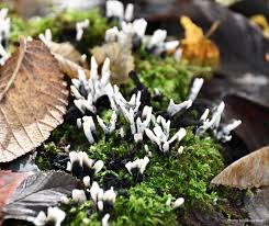 Attēlu rezultāti vaicājumam “Xylaria hypoxylon”