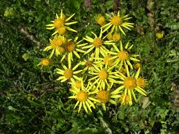 Attēlu rezultāti vaicājumam “Jacobaea vulgaris leaf”
