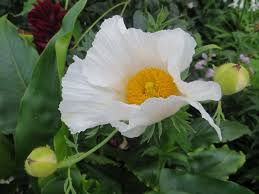 Image result for Romneya coulteri