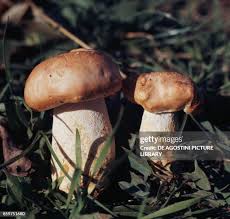 Attēlu rezultāti vaicājumam “Tricholoma sp.”