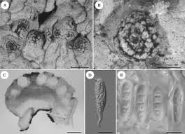 Attēlu rezultāti vaicājumam “Plectocarpon lichenum”