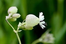 Attēlu rezultāti vaicājumam “Silene vulgaris bud”
