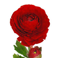 Attēlu rezultāti vaicājumam “Ranunculus mendax flower”