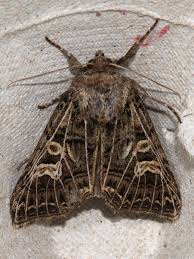 Attēlu rezultāti vaicājumam “Tholera decimalis female”