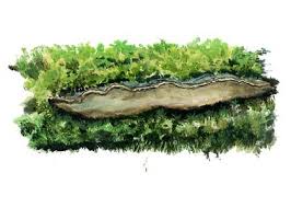 Attēlu rezultāti vaicājumam “Phellinus nigrolimitatus”