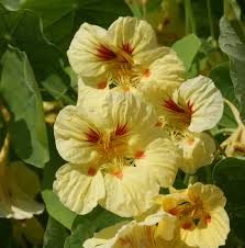 Attēlu rezultāti vaicājumam “Tropaeolum majus flower”