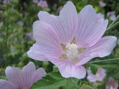 Image result for Lavatera thuringiaca