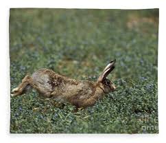 Attēlu rezultāti vaicājumam “Lepus europaeus adult”