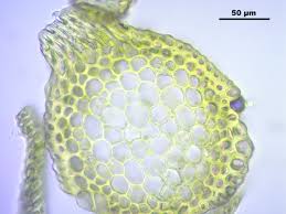 Attēlu rezultāti vaicājumam “Hymenostylium recurvirostrum macro”