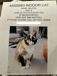 Image result for cat found