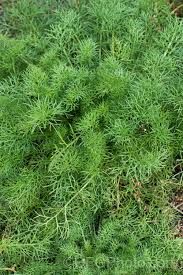 Attēlu rezultāti vaicājumam “Tripleurospermum inodorum”