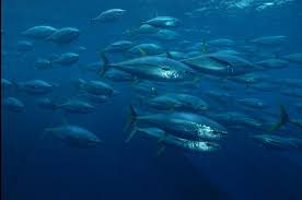 Image result for Thunnus obesus