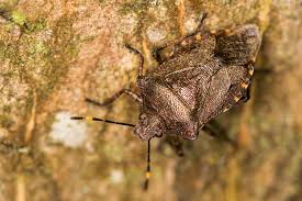 Attēlu rezultāti vaicājumam “Troilus luridus”