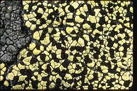 Attēlu rezultāti vaicājumam “Rhizocarpon geographicum”