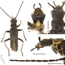 Attēlu rezultāti vaicājumam “Arcyria helvetica young”