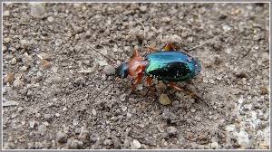 Attēlu rezultāti vaicājumam “Lebia chlorocephala”