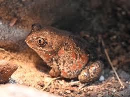 Attēlu rezultāti vaicājumam “Pelobates fuscus”