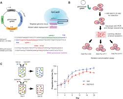 Attēlu rezultāti vaicājumam “Diderma hemisphaericum plasmodium”