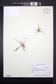 Attēlu rezultāti vaicājumam “Subularia aquatica”