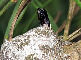 Attēlu rezultāti vaicājumam “Retinia resinella pupa”