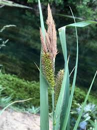 Attēlu rezultāti vaicājumam “Phragmites communis flower”
