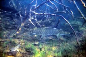 Image result for Esox masquinongy