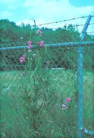 Attēlu rezultāti vaicājumam “Lathyrus latifolius”