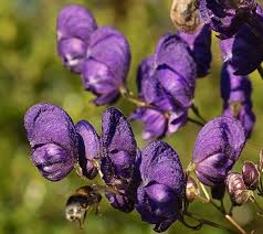 Image result for Campanula affinis