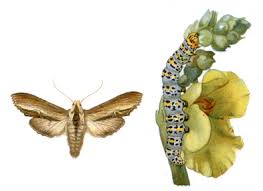 Attēlu rezultāti vaicājumam “Carterocephalus silvicolus underside”