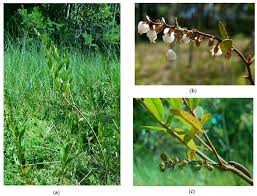 Attēlu rezultāti vaicājumam “Chamaedaphne calyculata”