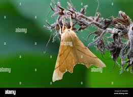 Attēlu rezultāti vaicājumam “Ennomos erosaria”