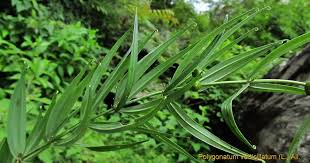 Attēlu rezultāti vaicājumam “Polygonatum verticillatum bud”