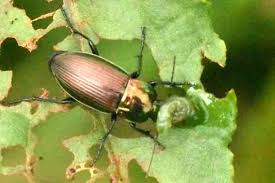 Attēlu rezultāti vaicājumam “Poecilus cupreus”