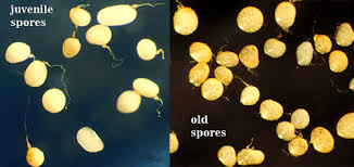 Attēlu rezultāti vaicājumam “Licea pusilla spores”