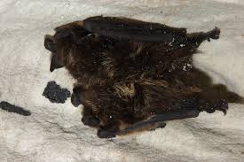 Attēlu rezultāti vaicājumam “Eptesicus nilssonii”