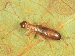 Attēlu rezultāti vaicājumam “Forficula auricularia”