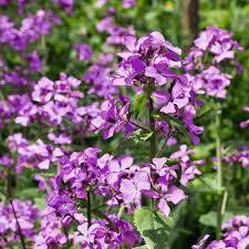Attēlu rezultāti vaicājumam “Lunaria annua flower”