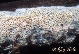 Attēlu rezultāti vaicājumam “Antrodia macra”