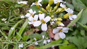 Attēlu rezultāti vaicājumam “Cardaminopsis arenosa leaf”