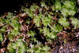 Attēlu rezultāti vaicājumam “Mnium lycopodioides”