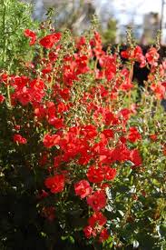 Image result for Alonsoa liniflora