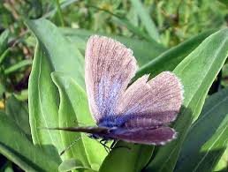 Attēlu rezultāti vaicājumam “Maculinea alcon upperside”