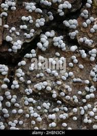 Attēlu rezultāti vaicājumam “Physaraceae”