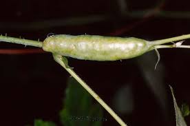 Attēlu rezultāti vaicājumam “Diastrophus rubi”