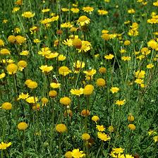 Image result for Anthemis tinctoria